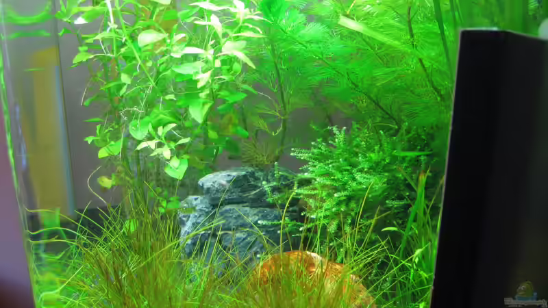 Pflanzen im Aquarium Dennerle 30l Nano Cube von Jens Nessenius (3)