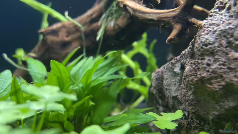 Pflanzen im Aquarium DENNERLE Nano von M Bausteine (2)