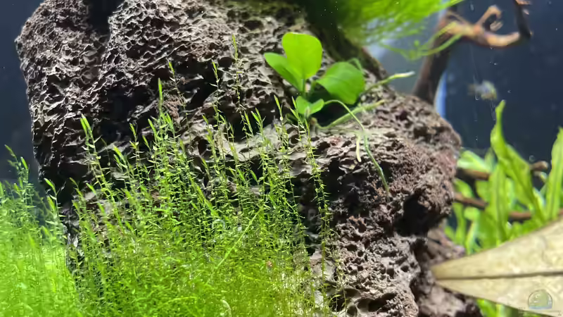 Pflanzen im Aquarium DENNERLE Nano von M Bausteine (3)