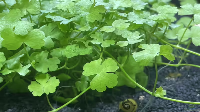 Pflanzen im Aquarium DENNERLE Nano von M Bausteine (4)