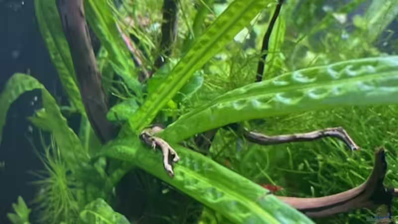 Pflanzen im Aquarium DENNERLE Nano von M Bausteine (6)