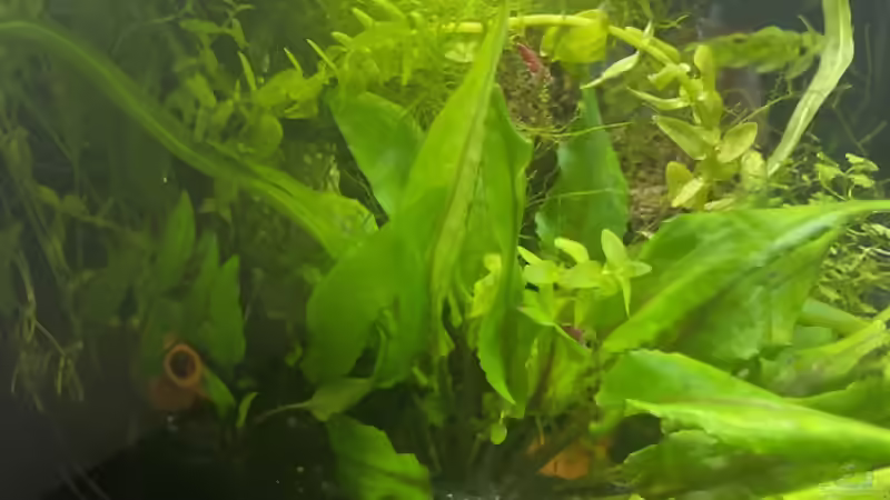 Pflanzen im Aquarium DENNERLE Nano von M Bausteine (7)