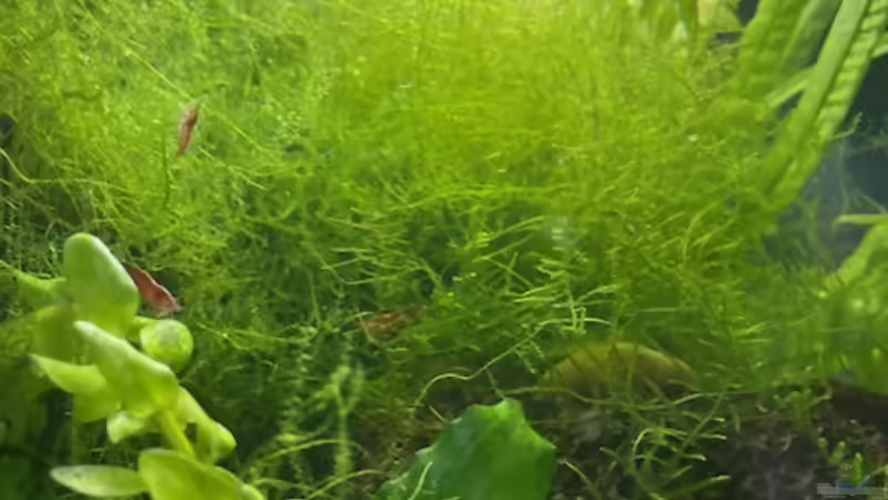 Pflanzen im Aquarium DENNERLE Nano von M Bausteine (8)