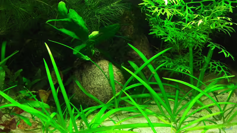 Pflanzen im Aquarium der 12347598. Starklicht-Versuch von Mario74 (13)