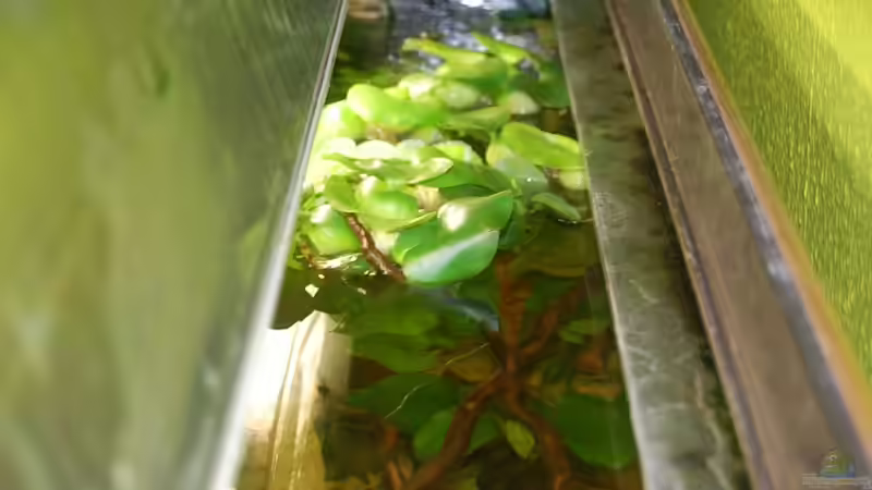 Pflanzen im Aquarium Der blaue Bock von ml69 (8)