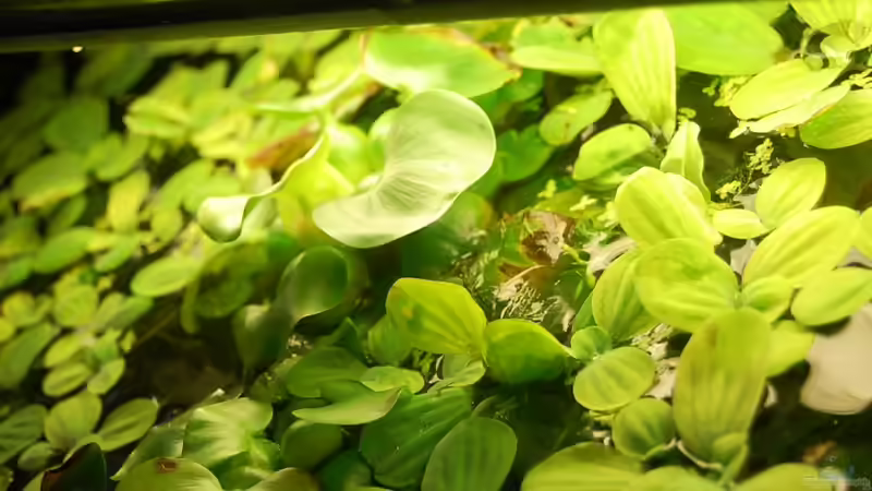 Pflanzen im Aquarium Der blaue Bock von ml69 (9)