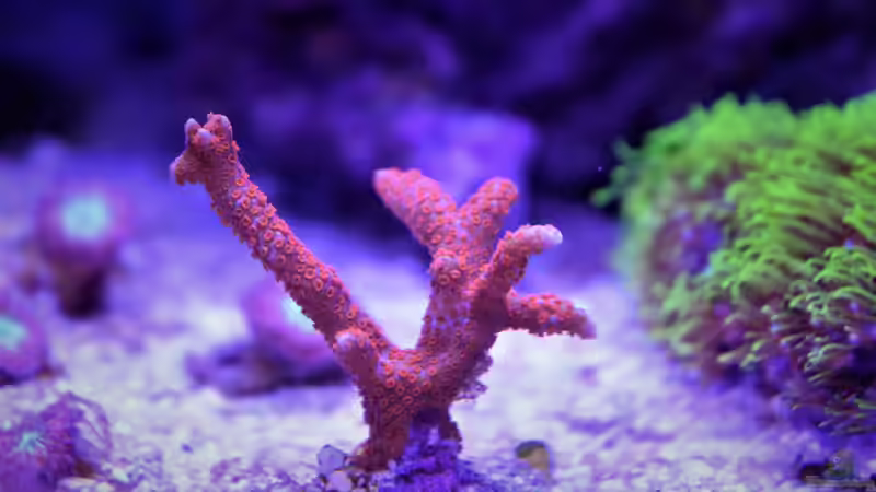 Pflanzen im Aquarium Der Blautopf von Junglist (10)