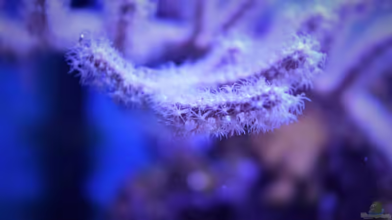 Pflanzen im Aquarium Der Blautopf von Junglist (11)