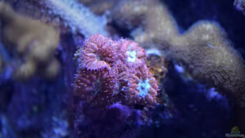 Pflanzen im Aquarium Der Blautopf von Junglist (6)