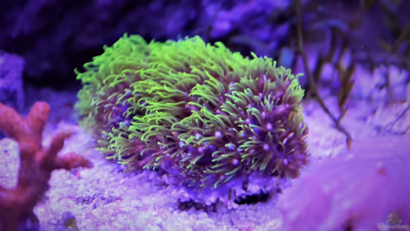 Pflanzen im Aquarium Der Blautopf von Junglist (7)