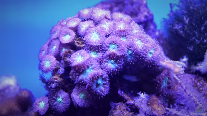 Pflanzen im Aquarium Der Blautopf von Junglist (8)