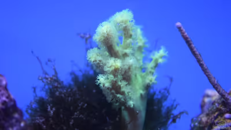 Pflanzen im Aquarium Der Blautopf von Junglist (9)