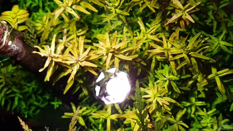 Pflanzen im Aquarium Der Wald von Leon (7)