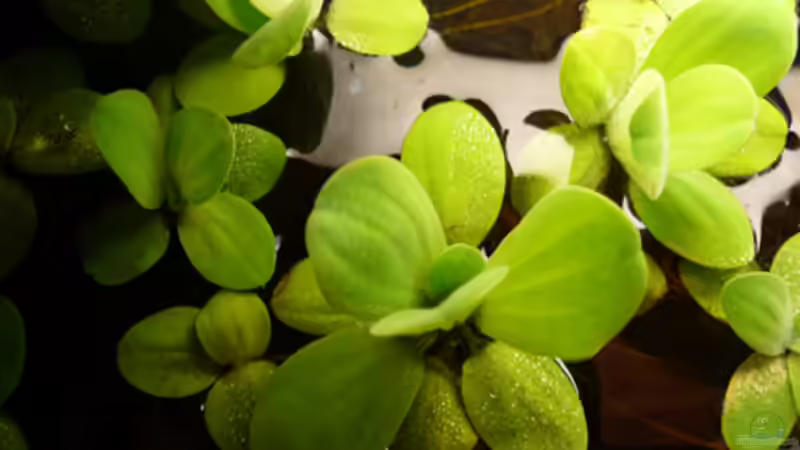 Pflanzen im Aquarium Dicrossus von Cichlid Power (12)