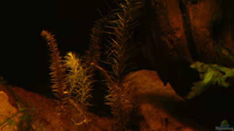 Pflanzen im Aquarium Dicrossus von Cichlid Power (13)