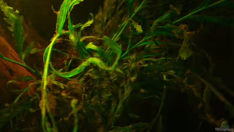 Pflanzen im Aquarium Dicrossus von Cichlid Power (15)