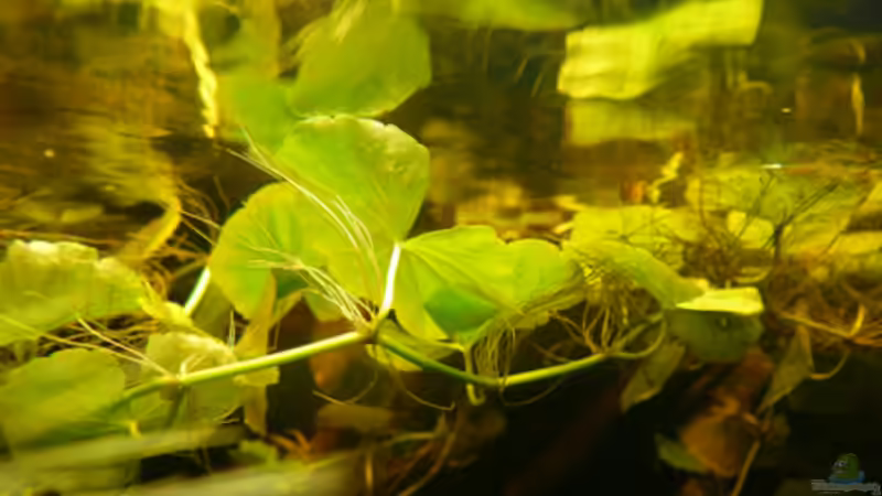 Pflanzen im Aquarium Dicrossus von Cichlid Power (16)