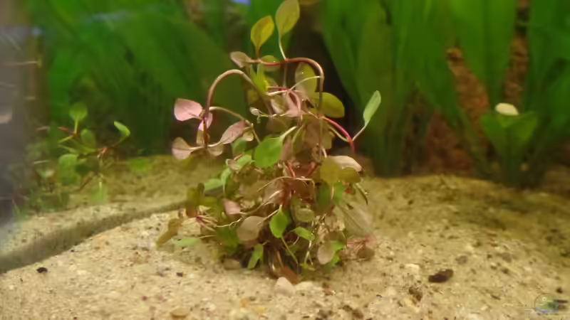 Pflanzen im Aquarium Die Herausforderung von raubsau (101)