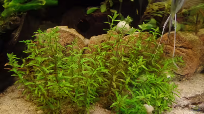 Pflanzen im Aquarium Die Herausforderung von raubsau (111)