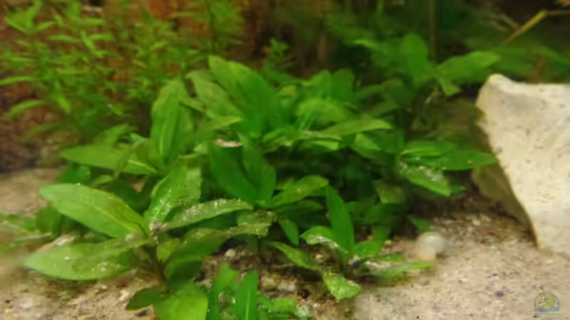 Pflanzen im Aquarium Die Herausforderung von raubsau (112)