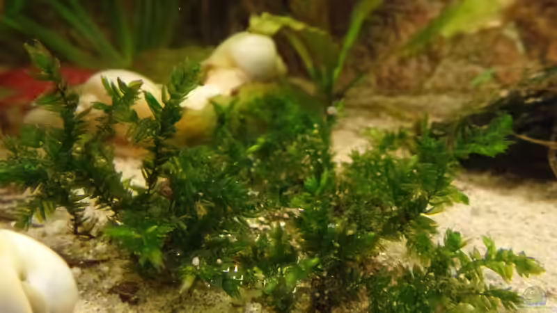 Pflanzen im Aquarium Die Herausforderung von raubsau (113)