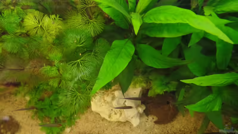 Pflanzen im Aquarium Die Herausforderung von raubsau (114)