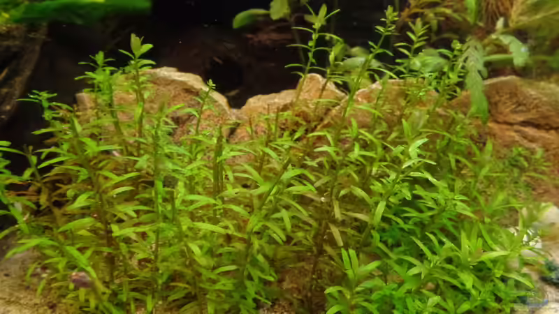 Pflanzen im Aquarium Die Herausforderung von raubsau (115)