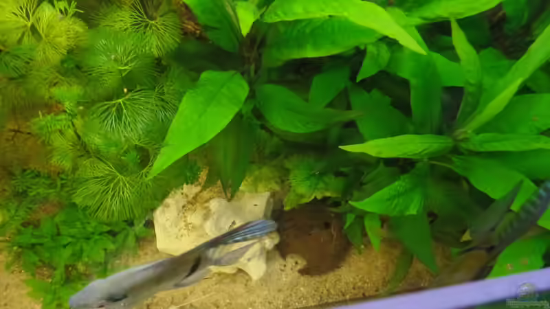 Pflanzen im Aquarium Die Herausforderung von raubsau (116)