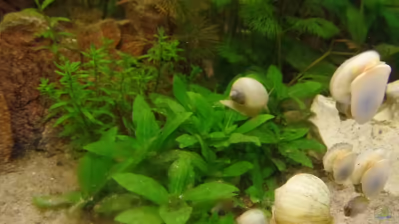 Pflanzen im Aquarium Die Herausforderung von raubsau (117)