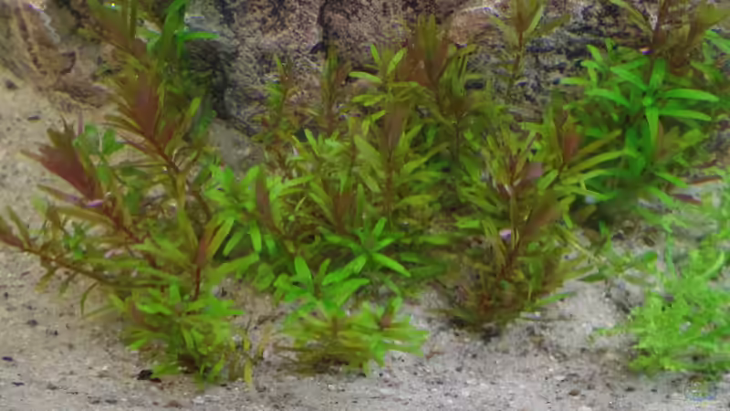 Pflanzen im Aquarium Die Herausforderung von raubsau (118)