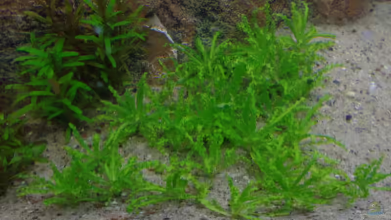 Pflanzen im Aquarium Die Herausforderung von raubsau (125)