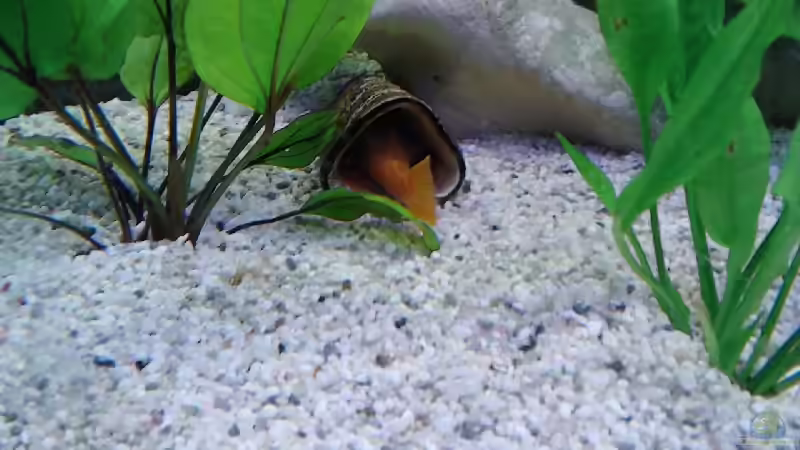 Pflanzen im Aquarium Discusbecken von mirko1411 (3)