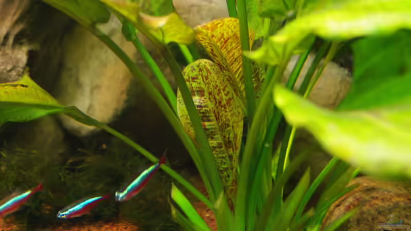 Pflanzen im Aquarium Diskus ) von Alexander Paulus (8)