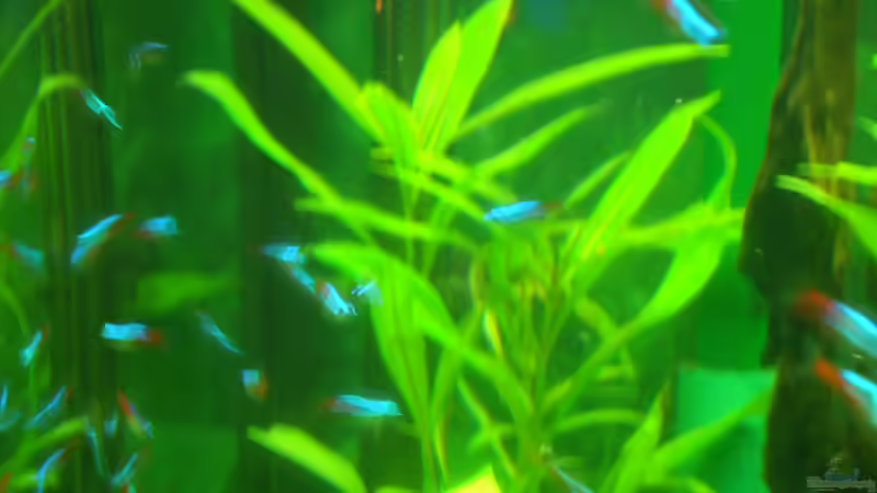 Pflanzen im Aquarium Diskus Panorama 160 von andreas45 (6)