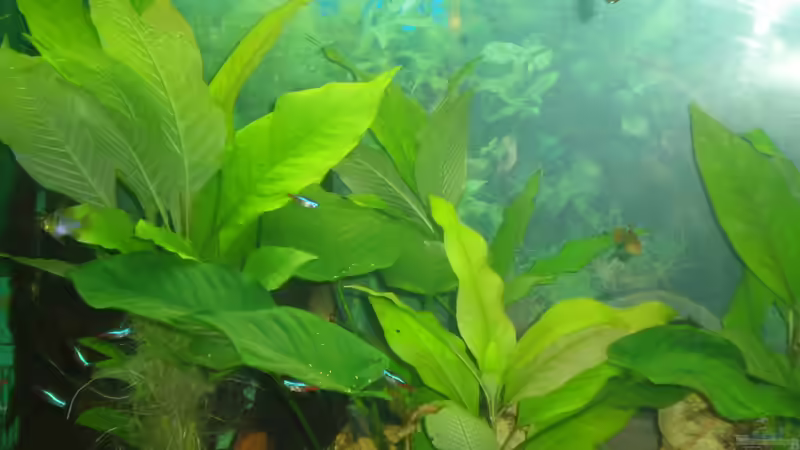 Pflanzen im Aquarium Diskus Panorama 160 von andreas45 (7)