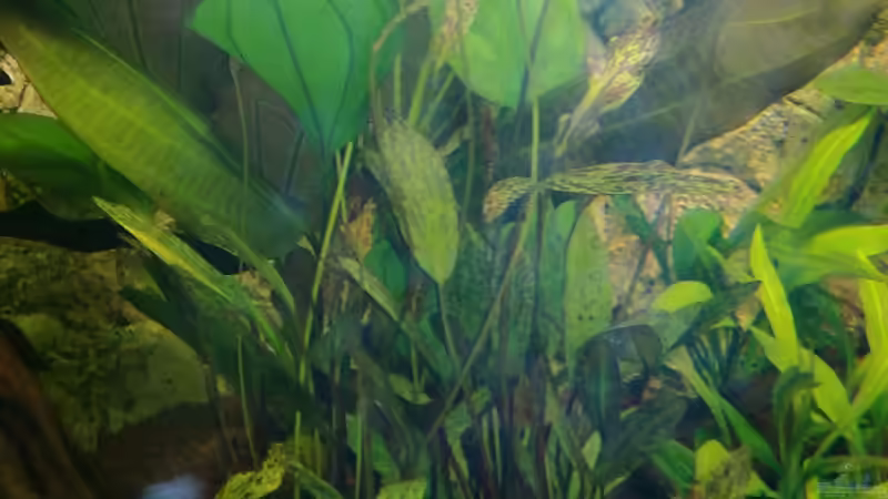 Pflanzen im Aquarium Diskus Showbecken von Blue2 (10)