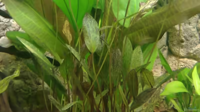 Pflanzen im Aquarium Diskus Showbecken von Blue2 (7)