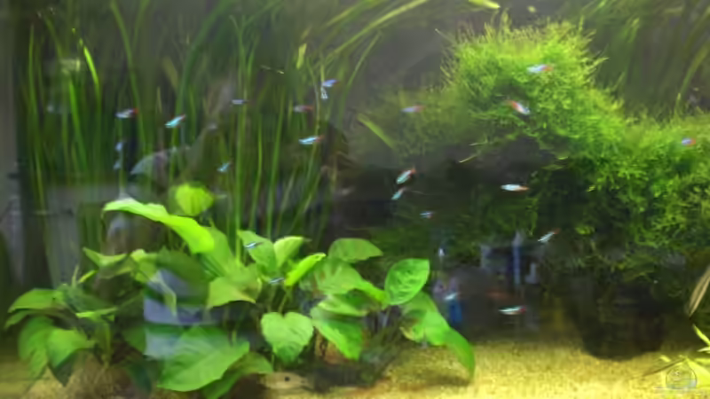 Pflanzen im Aquarium Diskus von Basstard (4)