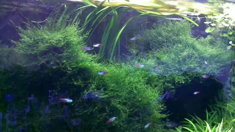 Pflanzen im Aquarium Diskus von Basstard (5)