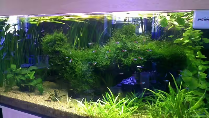 Pflanzen im Aquarium Diskus von Basstard (7)