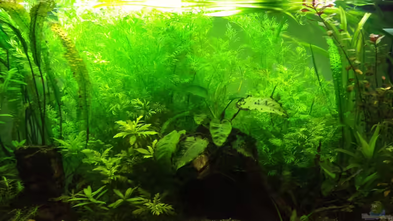 Pflanzen im Aquarium Diskus von Martin (7)