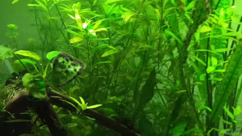 Pflanzen im Aquarium Diskus von Martin (8)