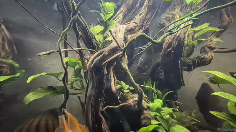 Pflanzen im Aquarium Diskus von Nick Fisher (11)