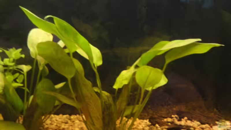 Pflanzen im Aquarium Diskus von yellow (3)