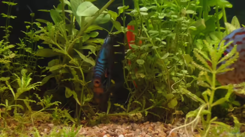 Pflanzen im Aquarium Diskus von yellow (4)