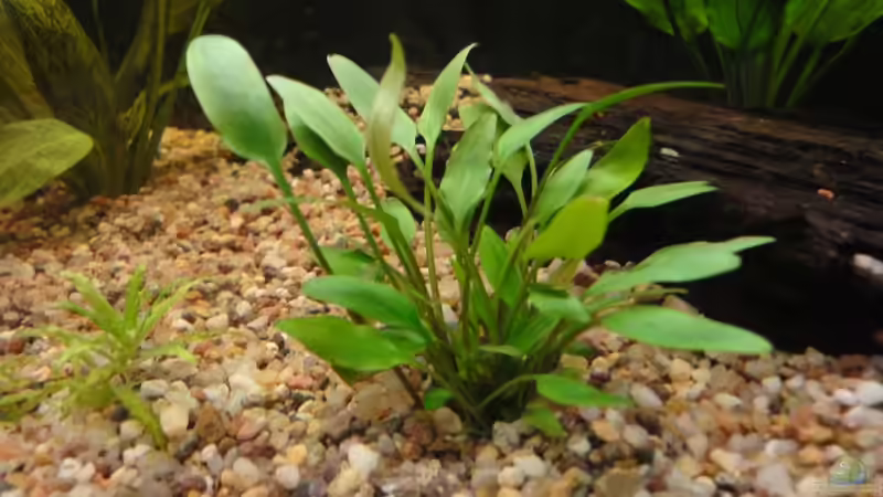 Pflanzen im Aquarium Diskus von yellow (6)