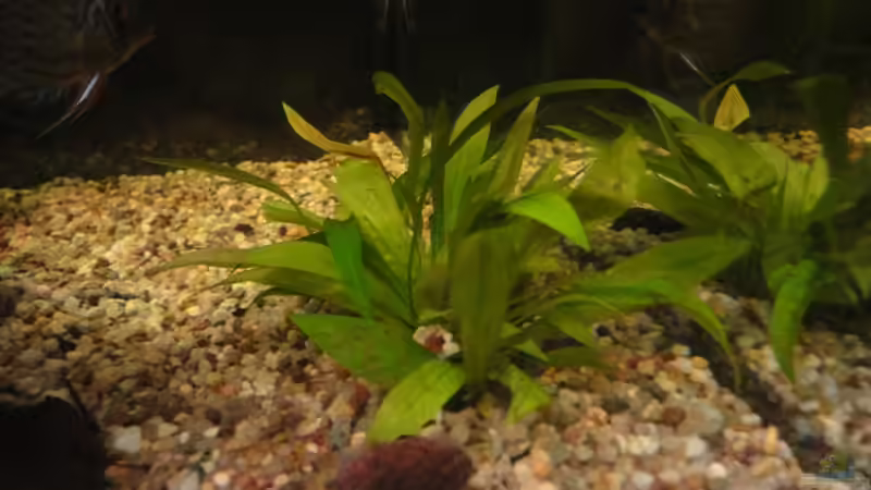 Pflanzen im Aquarium Diskus von yellow (7)