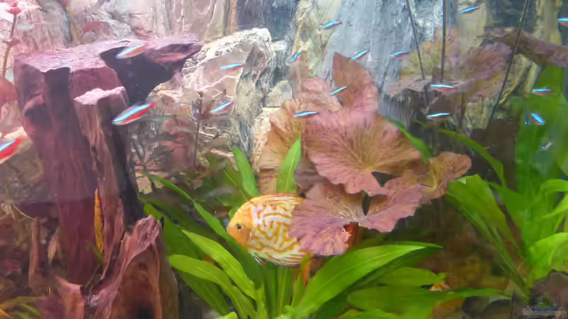 Pflanzen im Aquarium Diskusaquarium von bo3 (6)