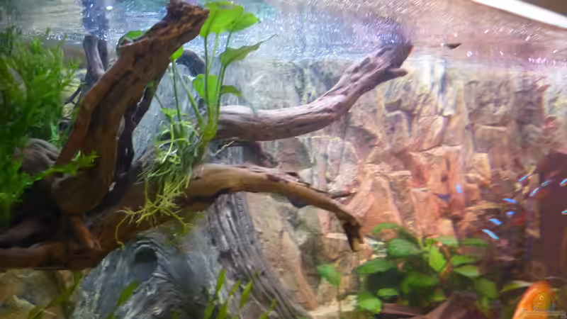 Pflanzen im Aquarium Diskusaquarium von bo3 (7)