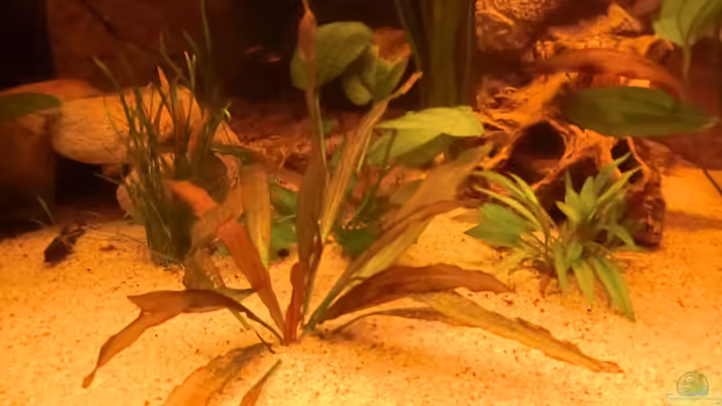 Pflanzen im Aquarium Diskusbecken - nur noch als Beispiel von Steven Tumma (14)